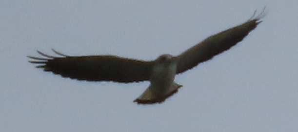 White-tailed Hawk - Maia Ginsburg