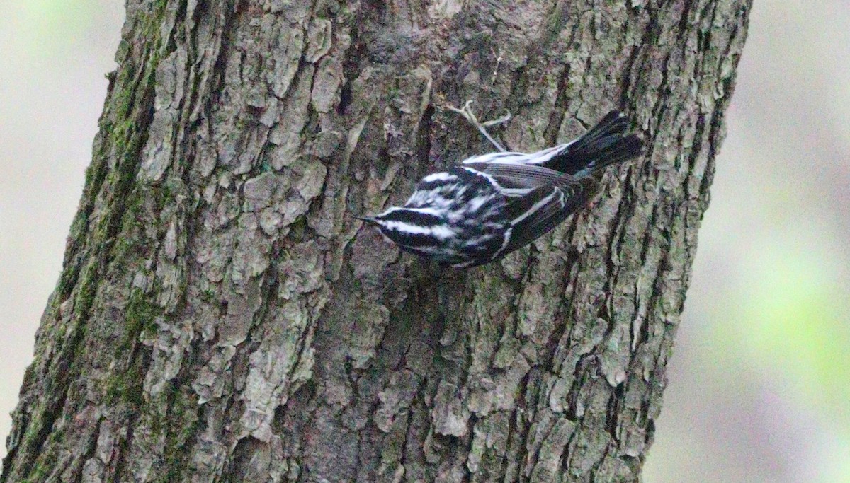 Black-and-white Warbler - ML618216807