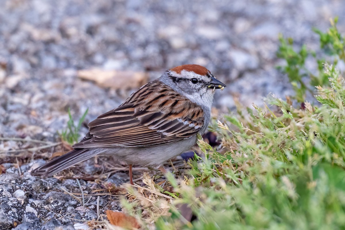 Chipping Sparrow - ML618216816