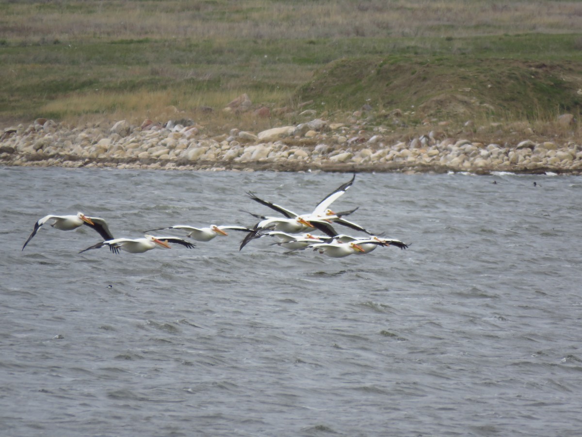 pelikán severoamerický - ML618216823