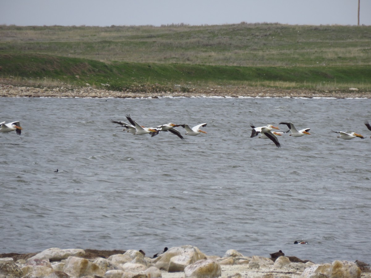 pelikán severoamerický - ML618216824