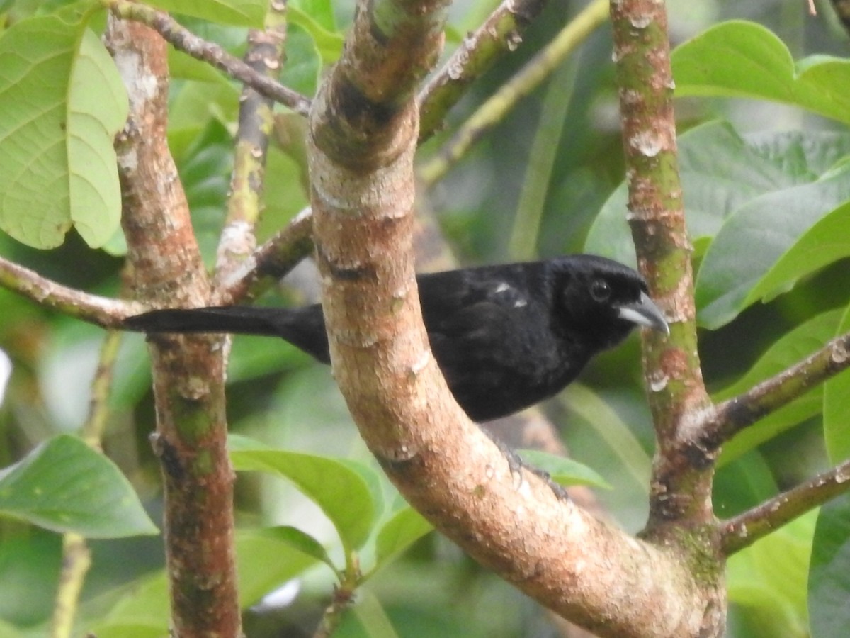 White-lined Tanager - ML618216843