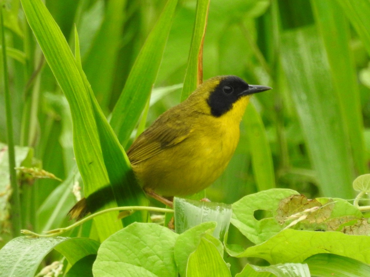 Olive-crowned Yellowthroat - ML618216852