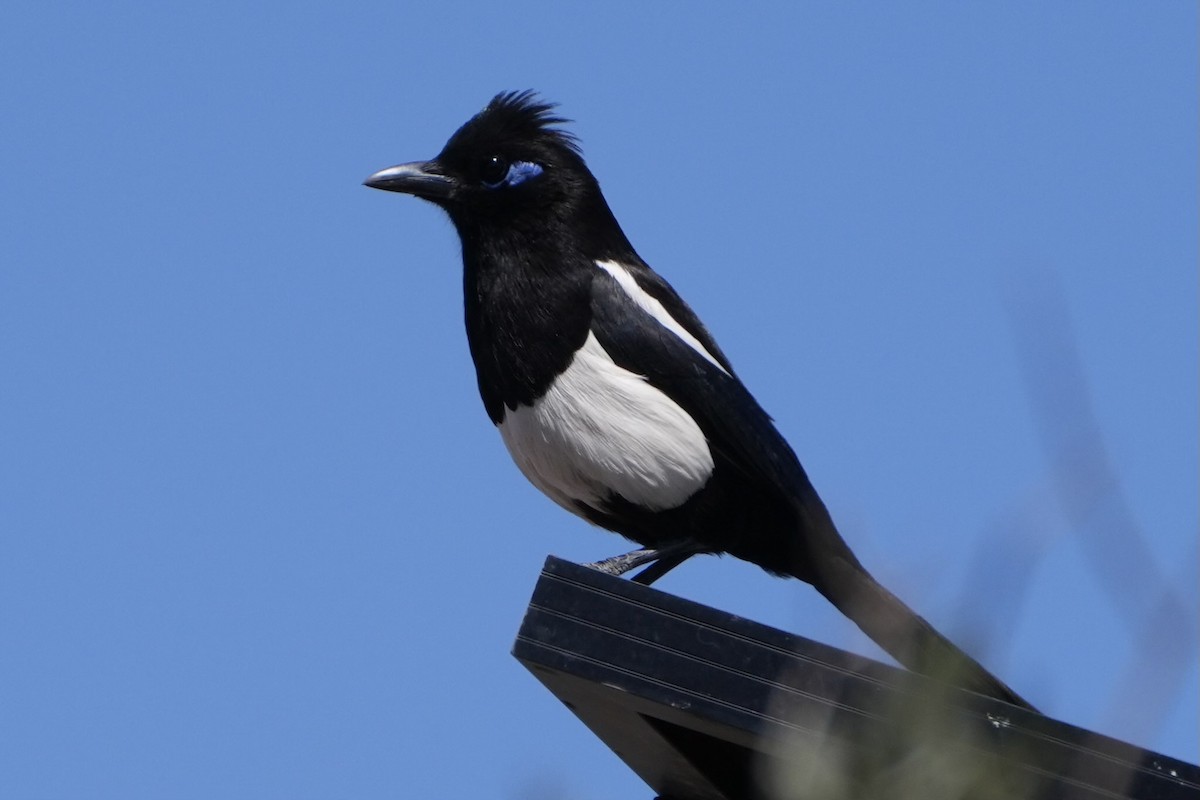Maghreb Magpie - ML618216861