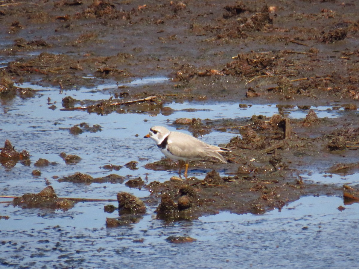 Piping Plover - ML618216932