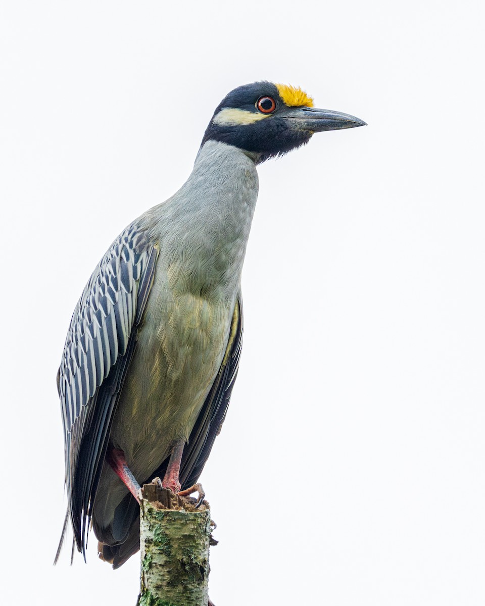 Yellow-crowned Night Heron - Todd Fibus