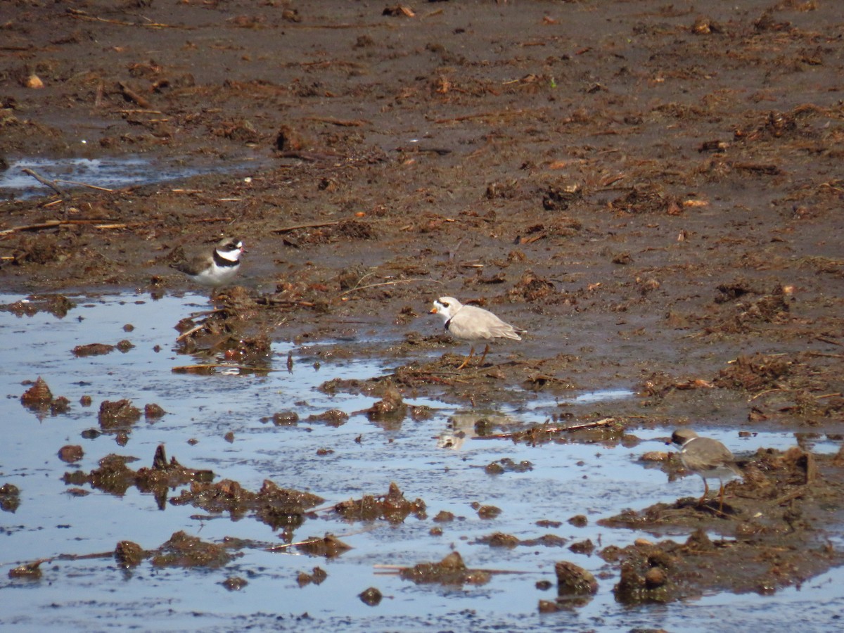 Piping Plover - ML618216955