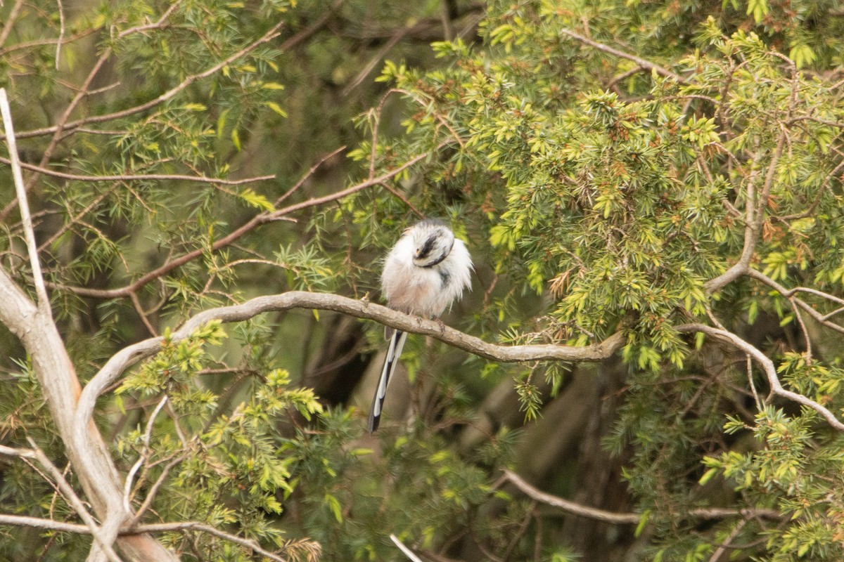Long-tailed Tit - Letty Roedolf Groenenboom
