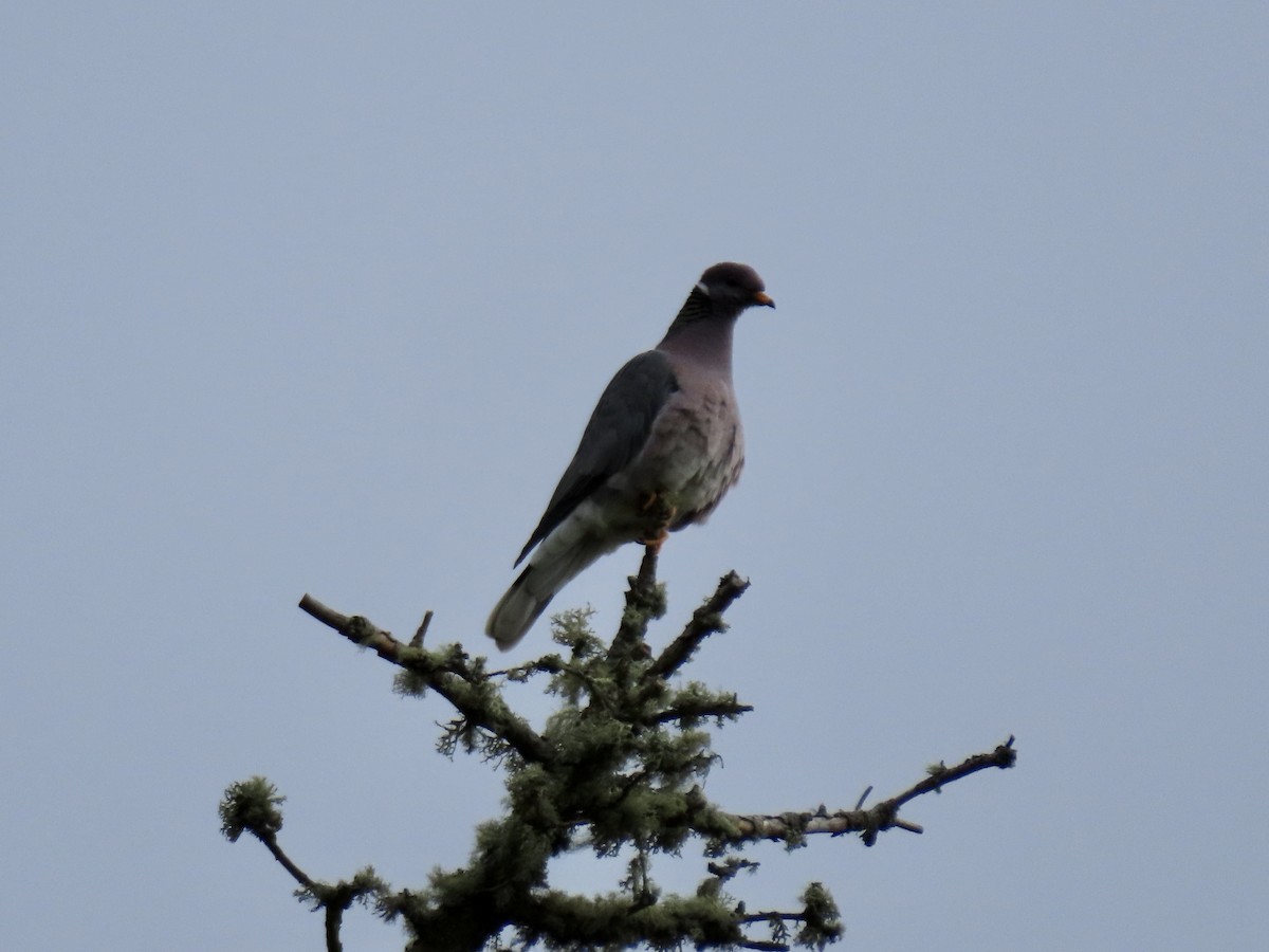 Band-tailed Pigeon - George Gerdts