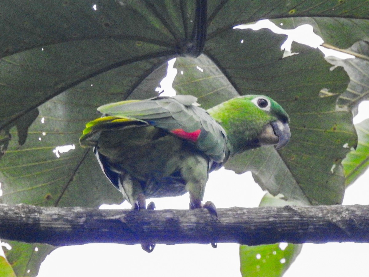Mealy Parrot - ML618217062