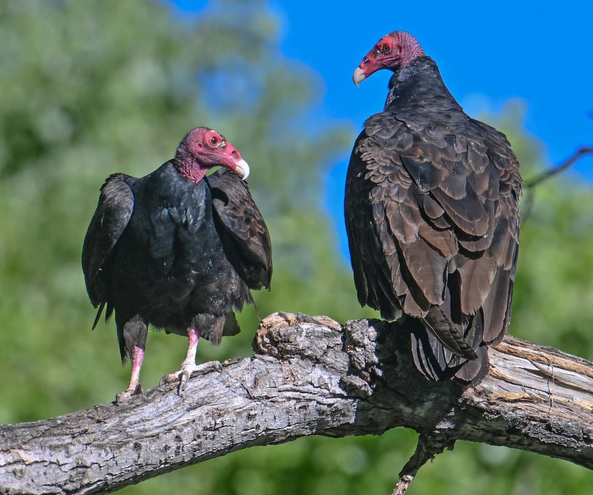 Turkey Vulture - ML618217065
