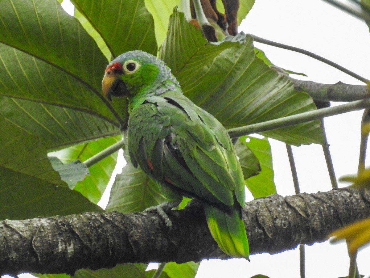 Red-lored Parrot - ML618217074