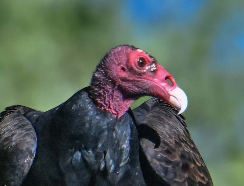 Turkey Vulture - ML618217075