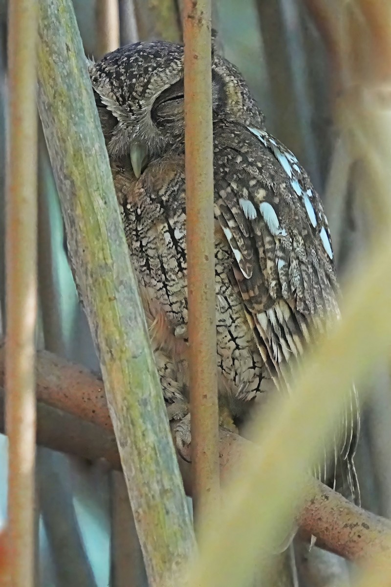 Tropical Screech-Owl - ML618217107