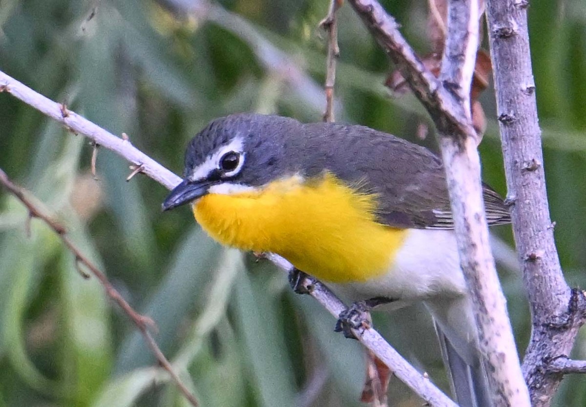 Yellow-breasted Chat - ML618217111