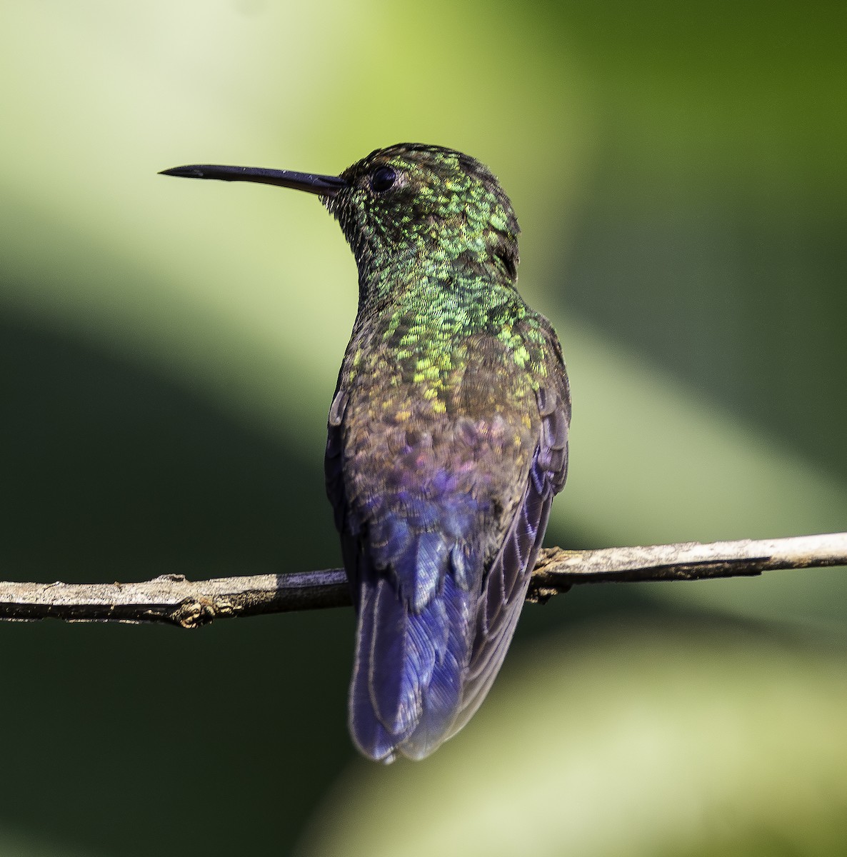 Blue-tailed Hummingbird - Brad Singer