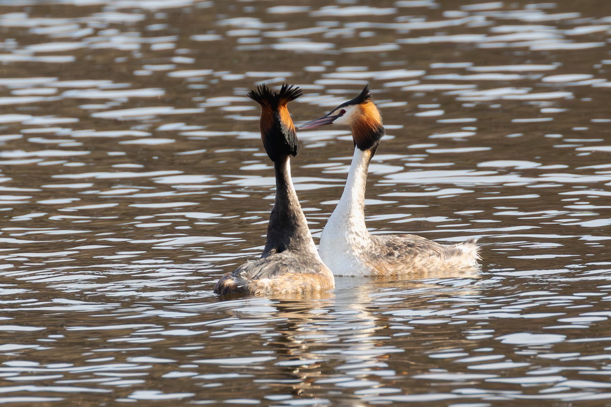 Great Crested Grebe - Mark Maddock