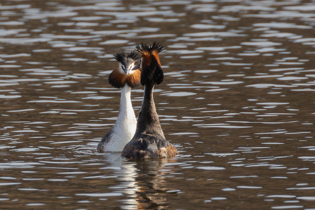 Great Crested Grebe - Mark Maddock