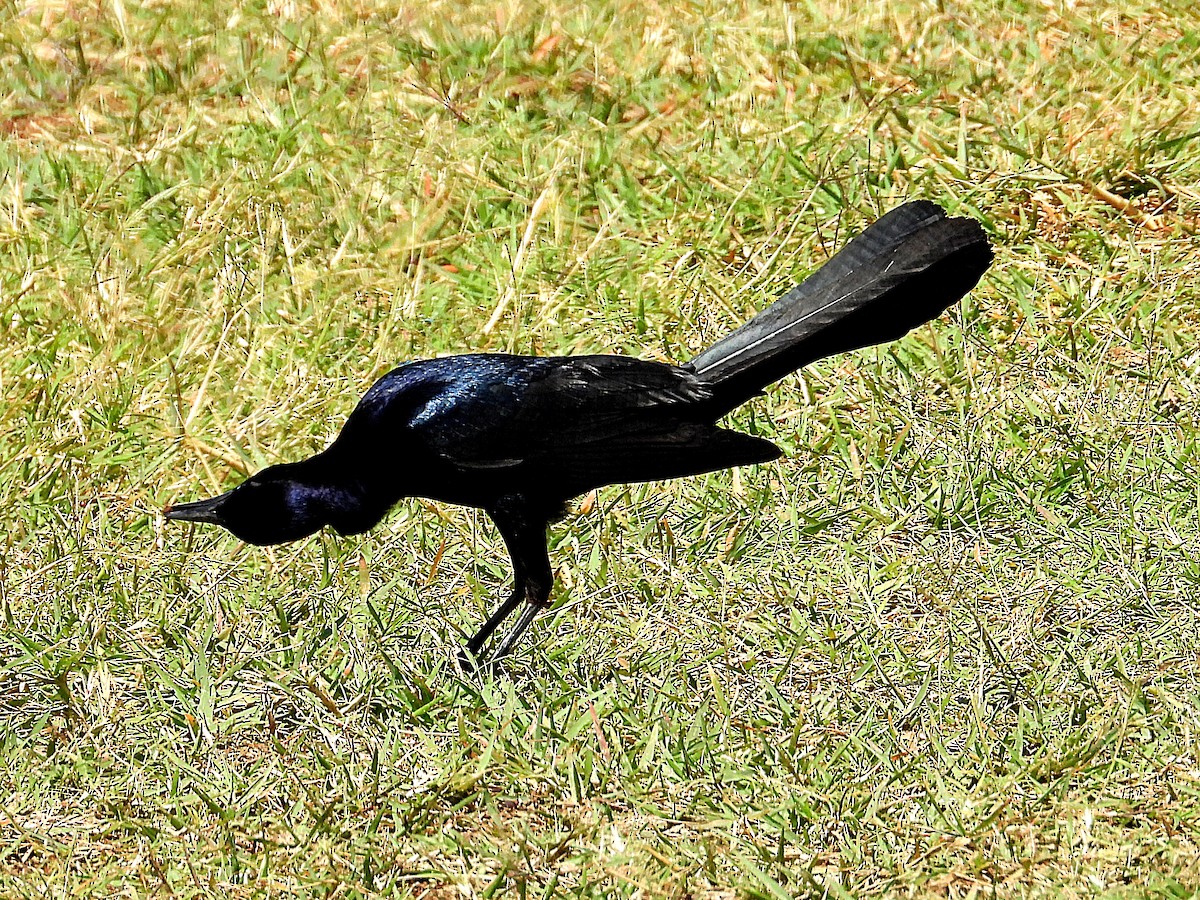 Boat-tailed Grackle - ML618217183