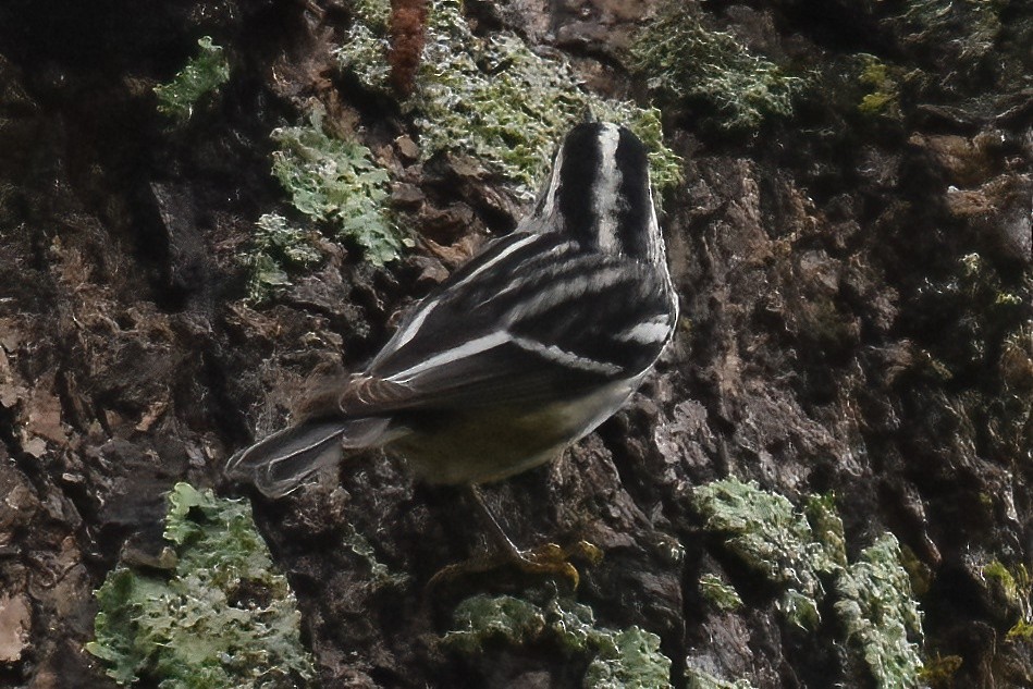 Black-and-white Warbler - ML618217189