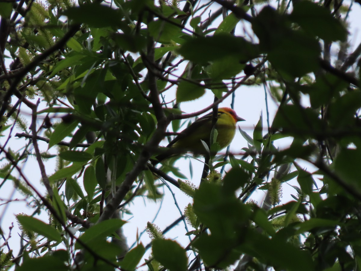 Western Tanager - ML618217194