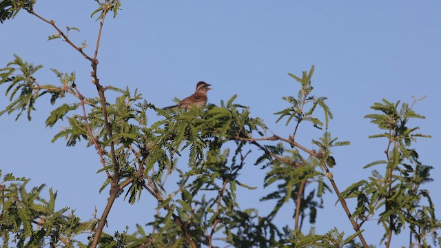 Rufous-winged Sparrow - ML618217205