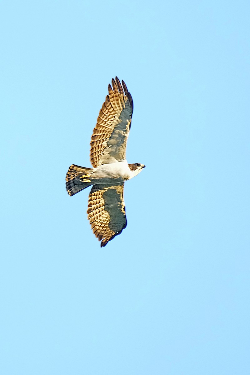 Short-tailed Hawk - Alan Lenk