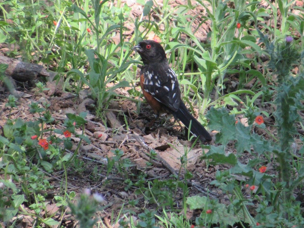 Spotted Towhee - ML618217214