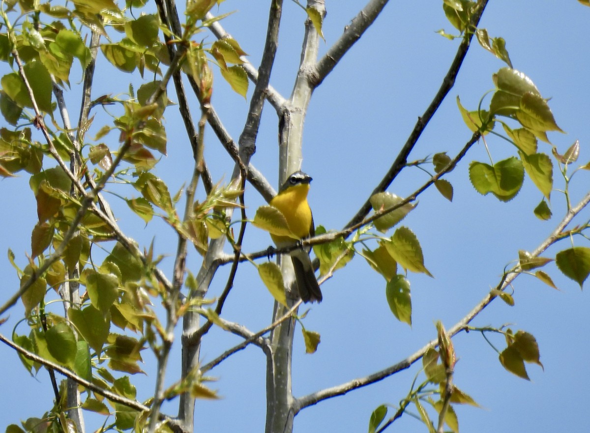 Yellow-breasted Chat - ML618217234