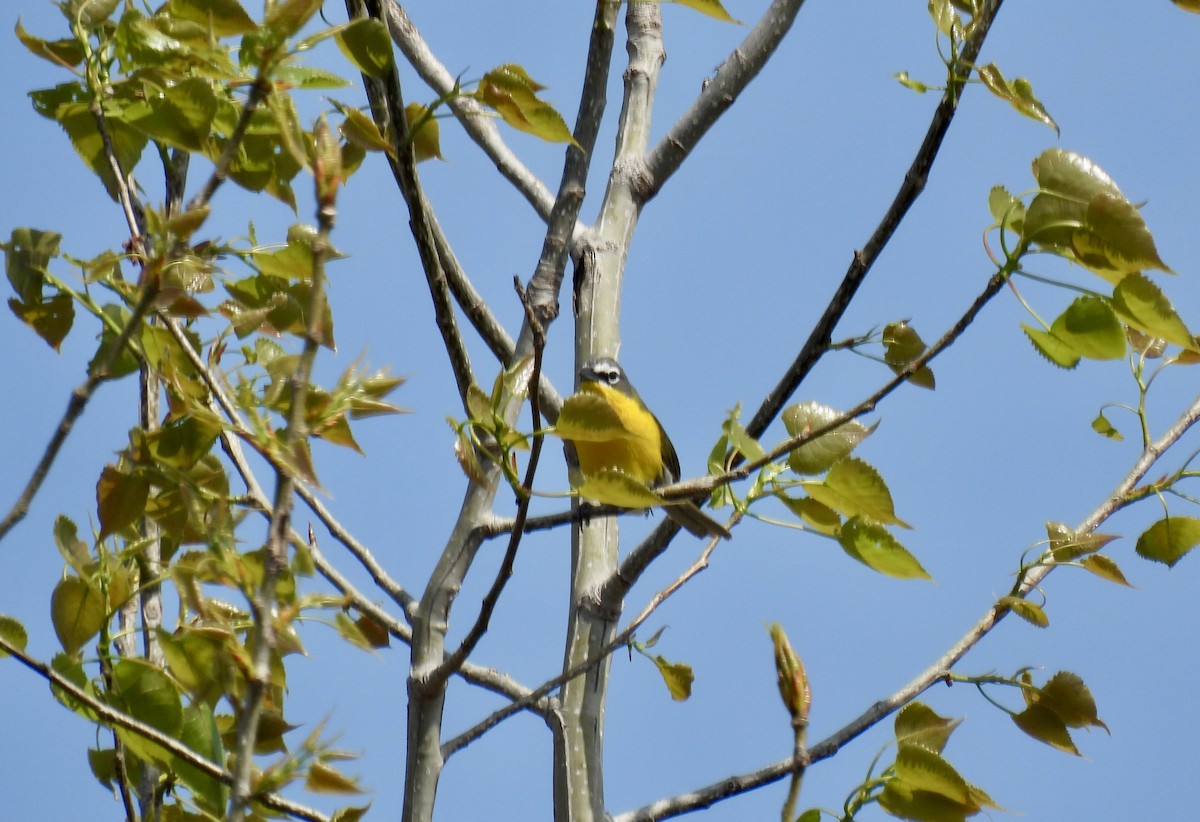 Yellow-breasted Chat - ML618217235