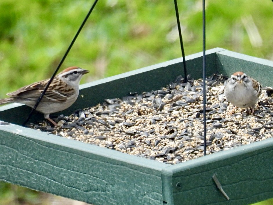 Chipping Sparrow - Donna Reis