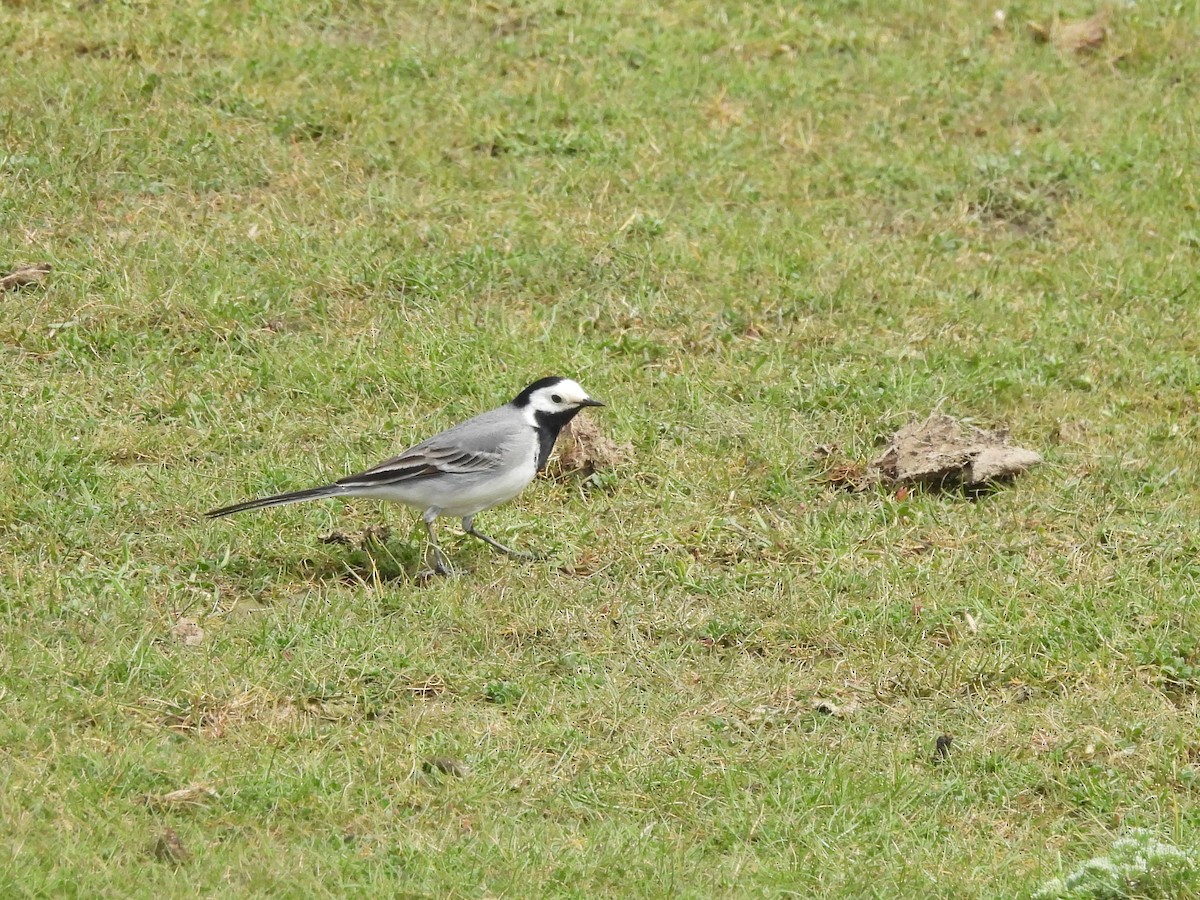 White Wagtail (White-faced) - ML618217245
