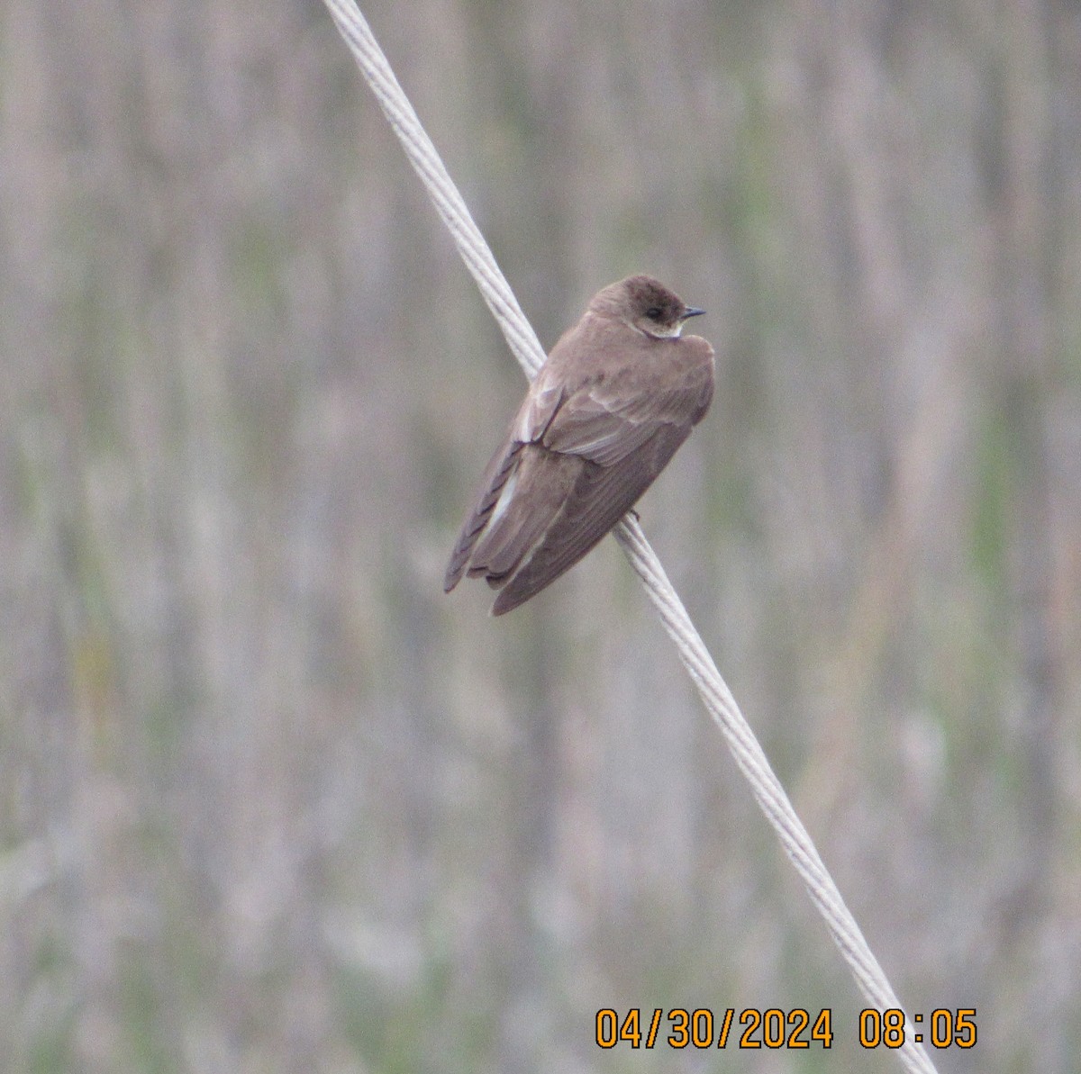 Northern Rough-winged Swallow - crdf bird