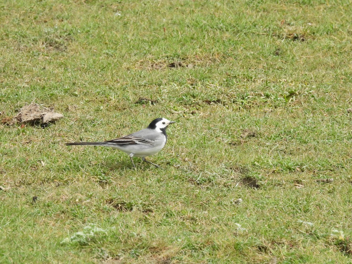 White Wagtail (White-faced) - ML618217270