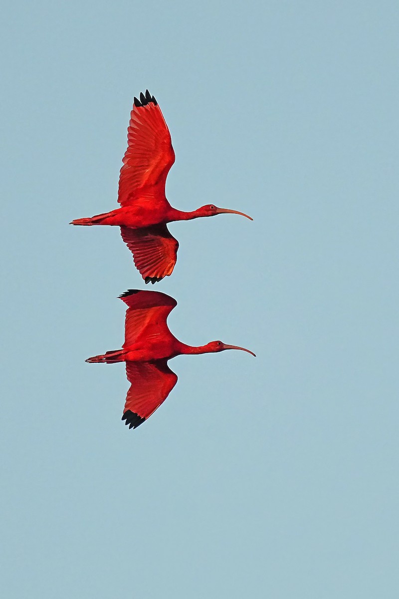 ibis rudý - ML618217274