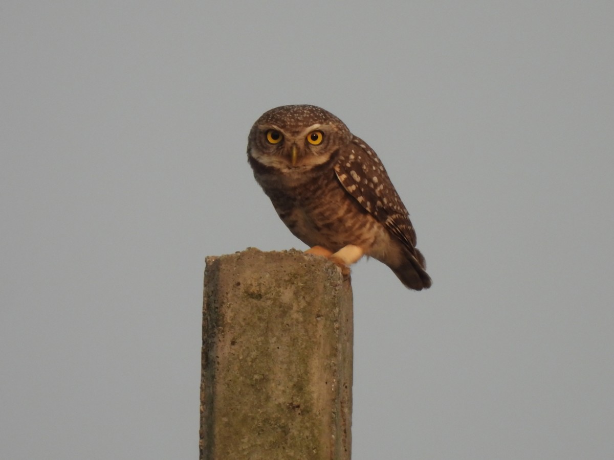 Spotted Owlet - ML618217285
