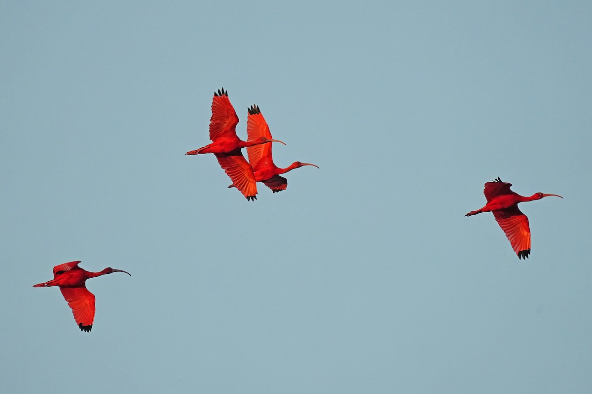 ibis rudý - ML618217291