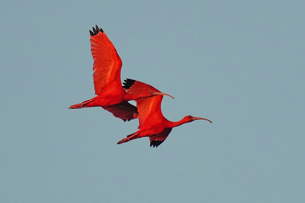Scarlet Ibis - Alan Lenk
