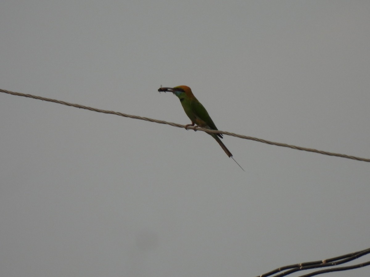 Asian Green Bee-eater - ML618217317