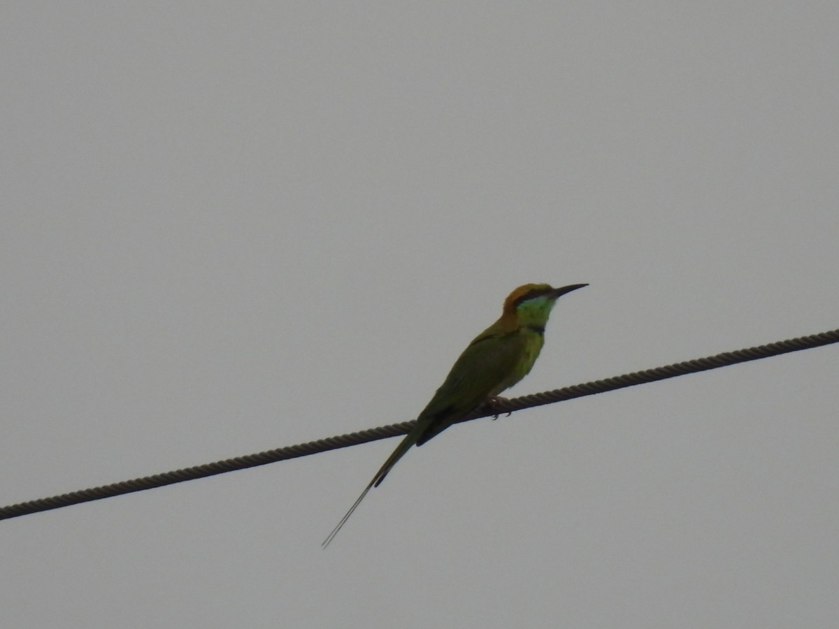 Asian Green Bee-eater - ML618217318