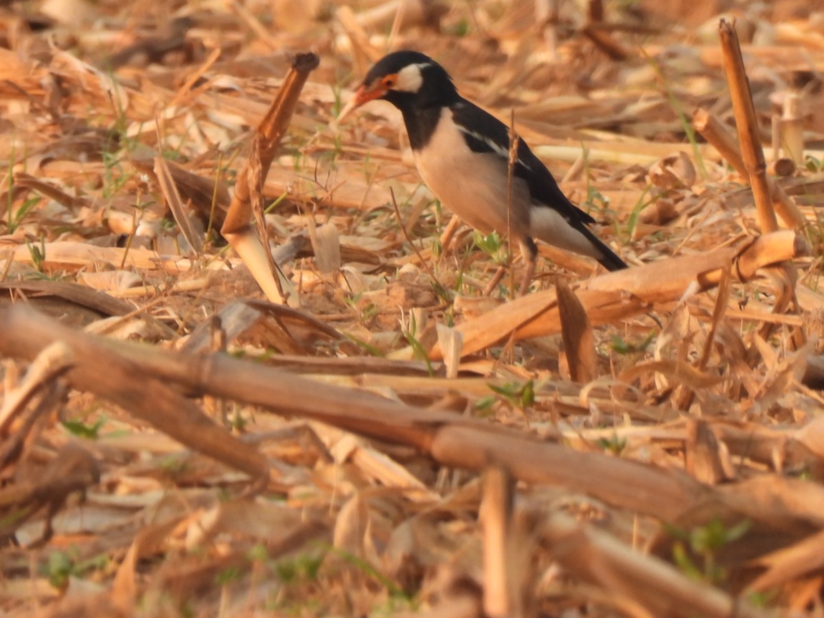 Indian Pied Starling - ML618217414