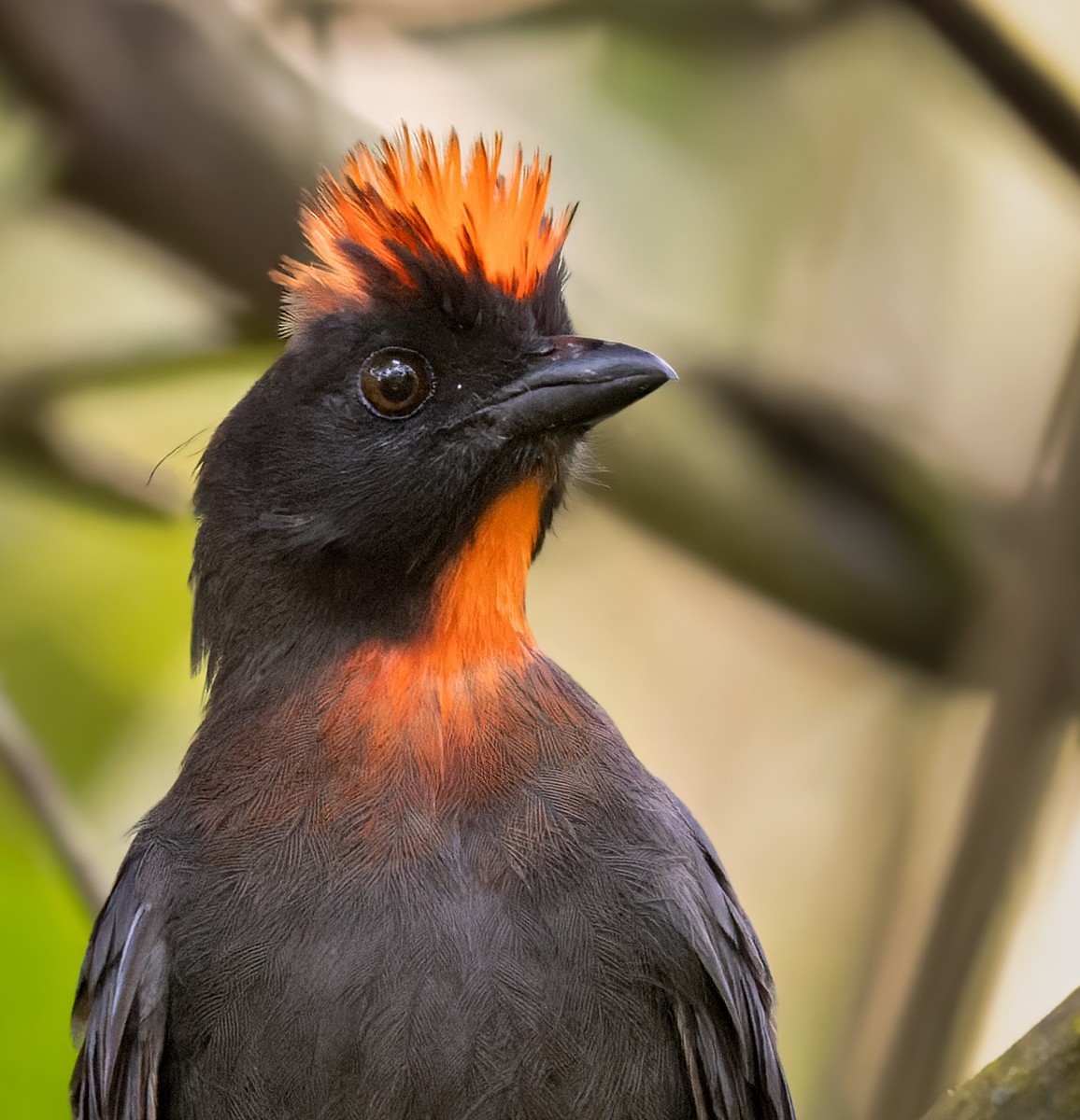Sooty Ant-Tanager - Lars Petersson | My World of Bird Photography