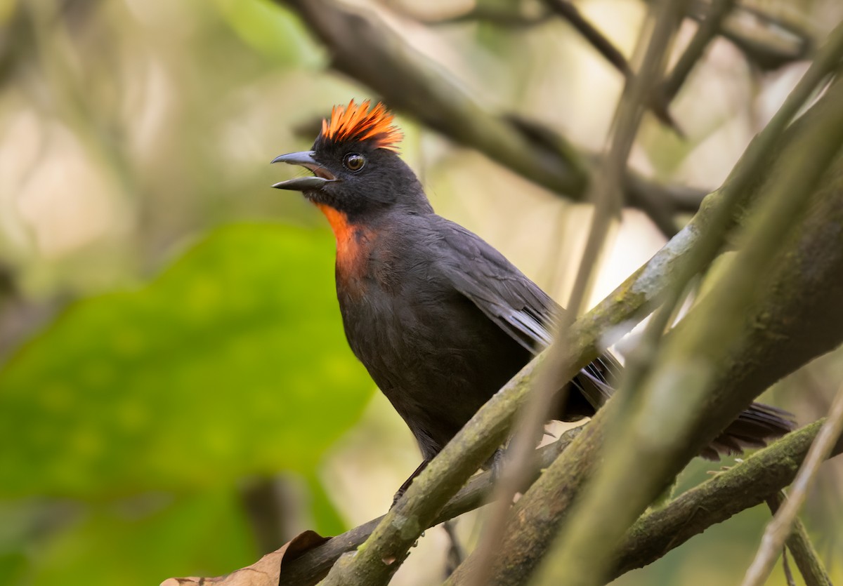 Sooty Ant-Tanager - Lars Petersson | My World of Bird Photography