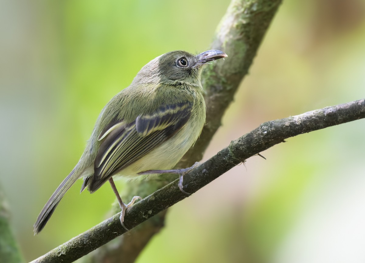 Southern Bentbill - Lars Petersson | My World of Bird Photography