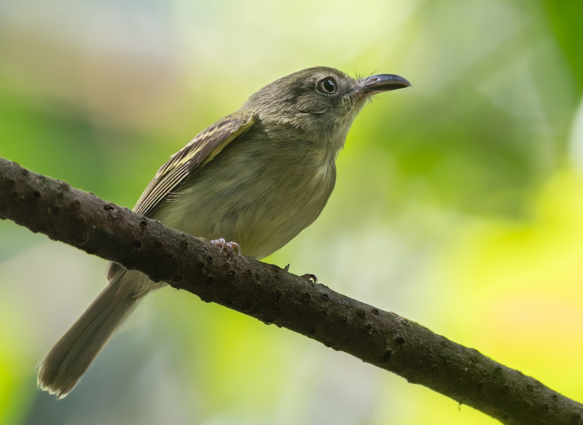 Southern Bentbill - Lars Petersson | My World of Bird Photography
