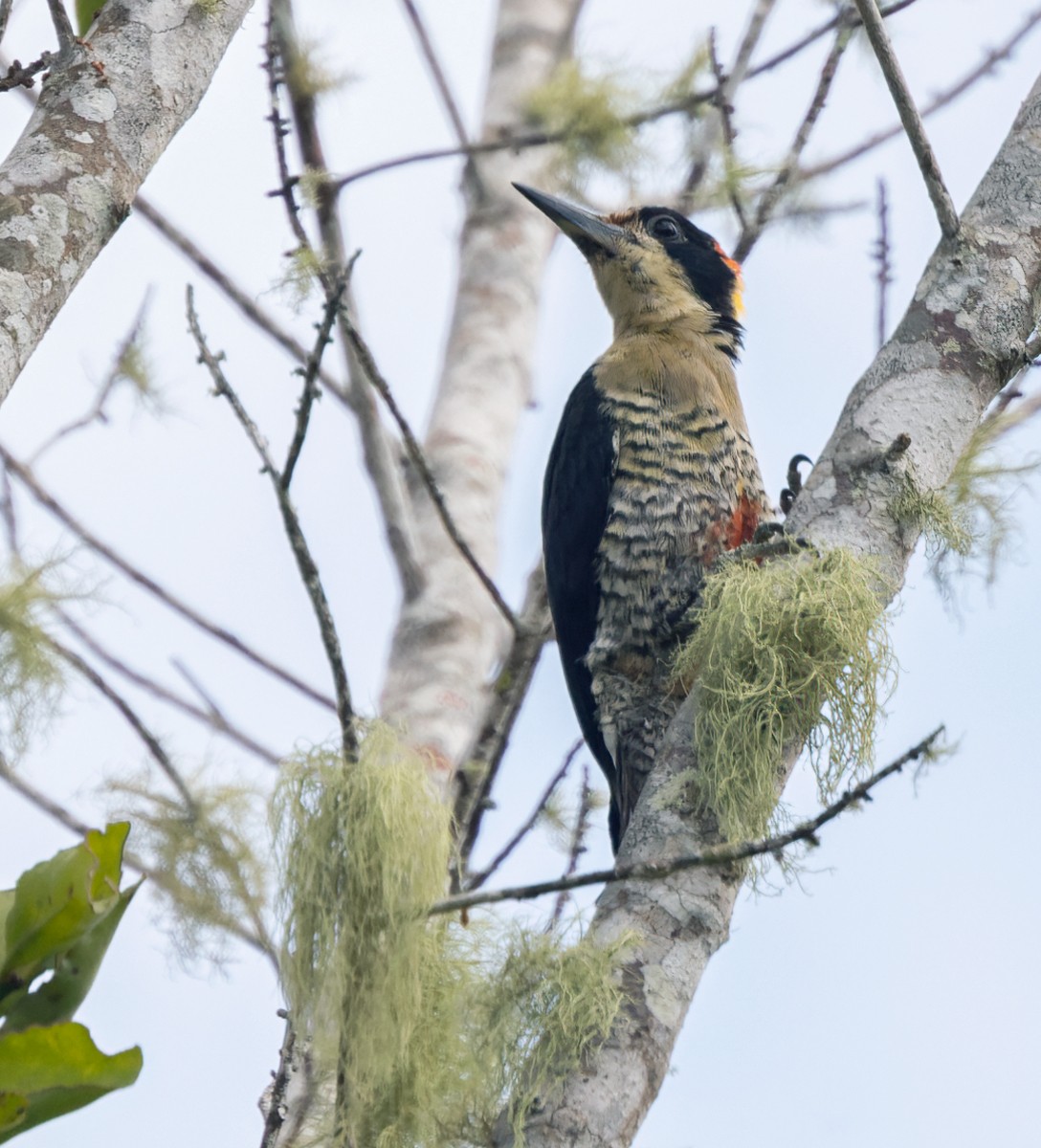 Beautiful Woodpecker - Lars Petersson | My World of Bird Photography