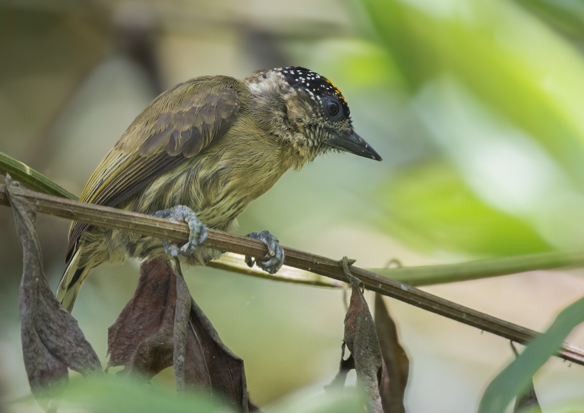 Olivaceous Piculet - Lars Petersson | My World of Bird Photography