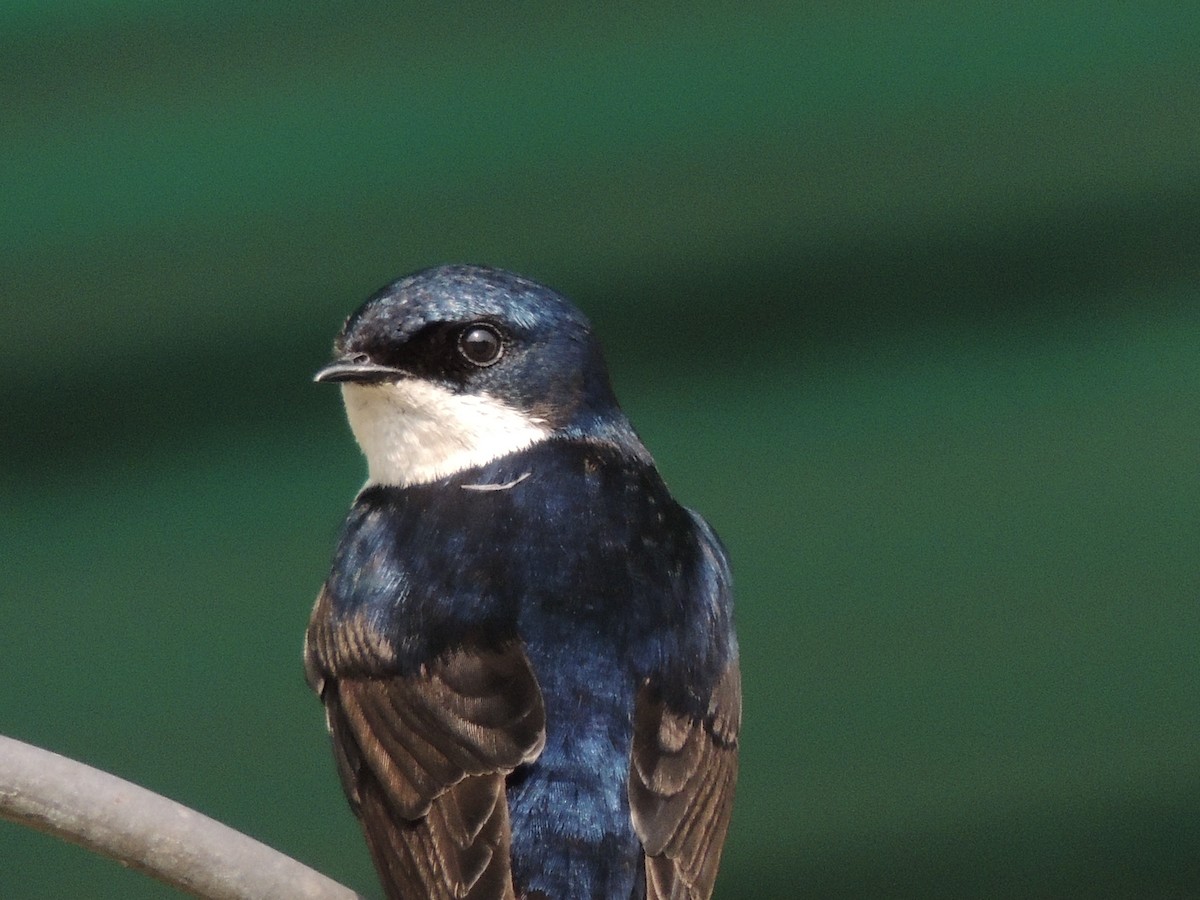 Blue-and-white Swallow - Carolina Dávila
