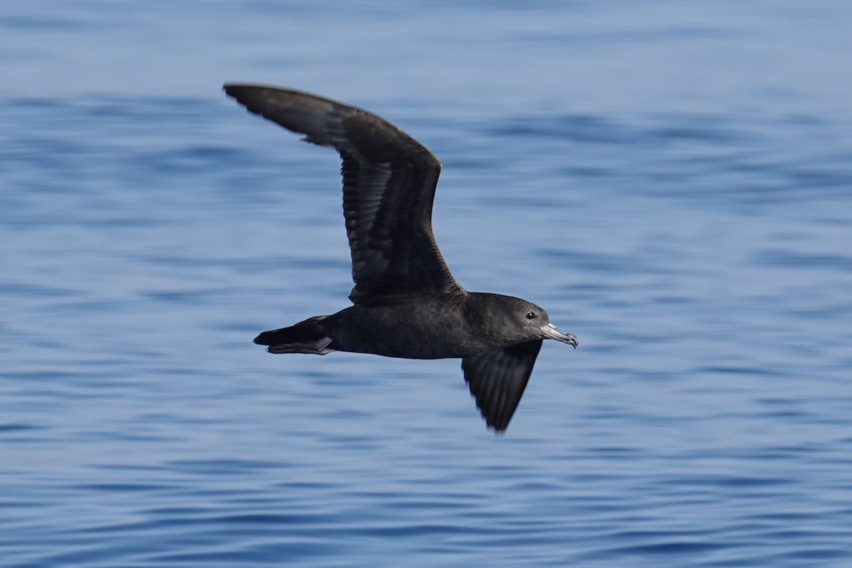 Flesh-footed Shearwater - ML618217577