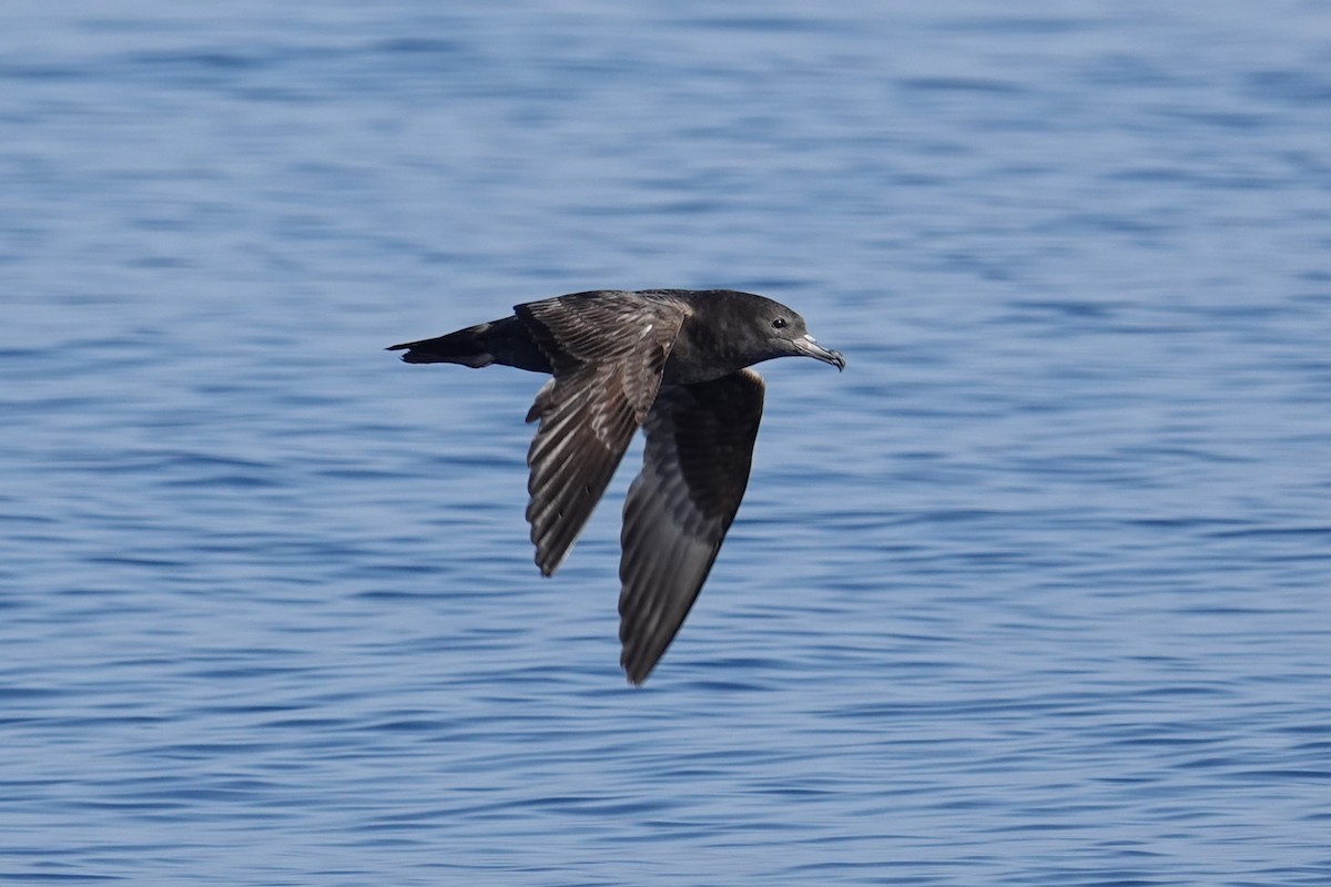 Flesh-footed Shearwater - ML618217578
